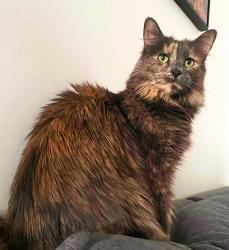 Reunited Female Cat last seen The alley between Ave de Lorimier and Bordeaux, between Masson and Laurier., Montréal, QC H2H 2C2