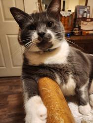 Lost Female Cat last seen Dagenhart Farm/Pineville rd, Iredell County, NC 28677