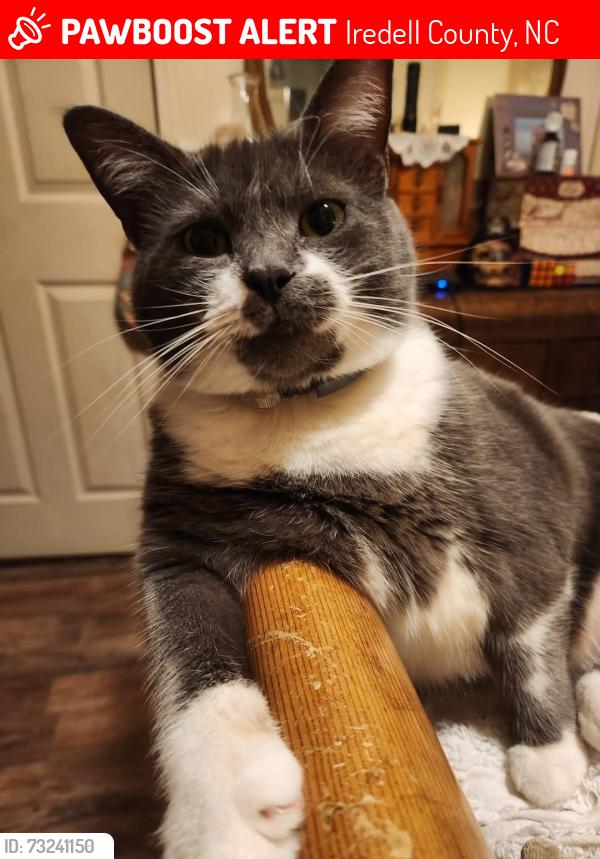 Lost Female Cat last seen Dagenhart Farm/Pineville rd, Iredell County, NC 28677