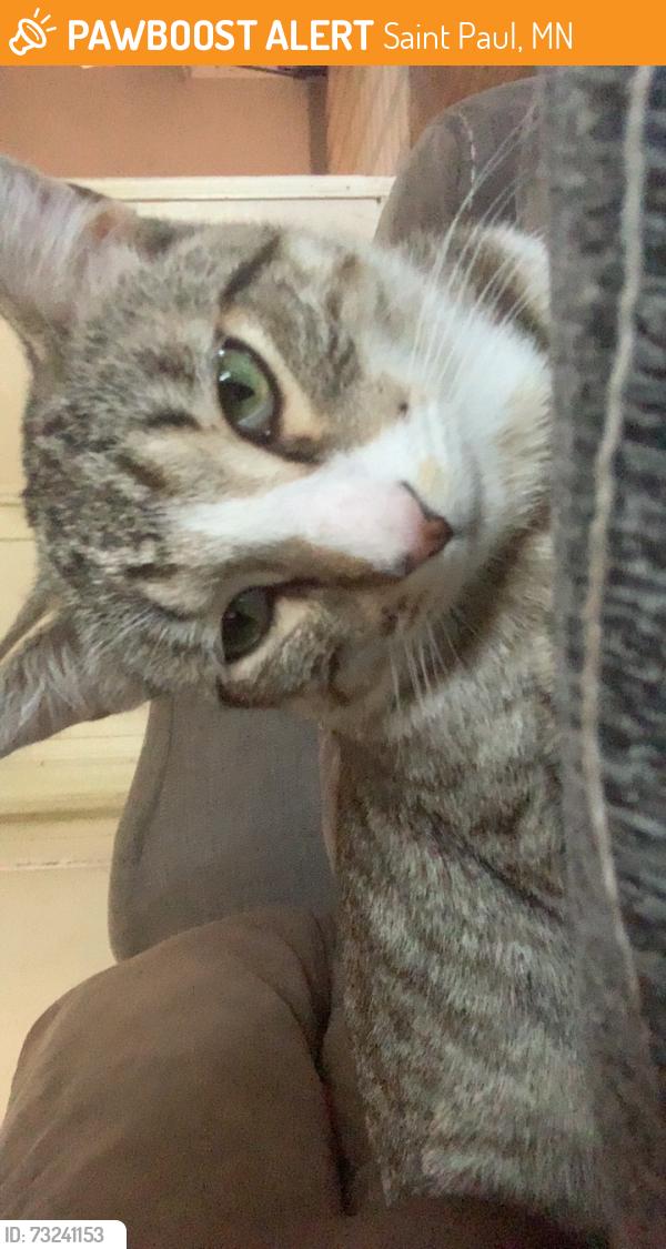 Found/Stray Male Cat last seen Nevada, Saint Paul, MN 55119