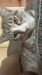 Found/Stray Male Cat last seen Nevada, Saint Paul, MN 55119