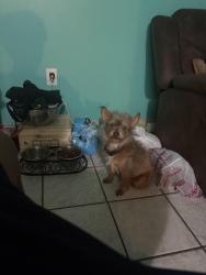 Lost Male Dog last seen Near 28th Ave east, Bradenton, FL 34208