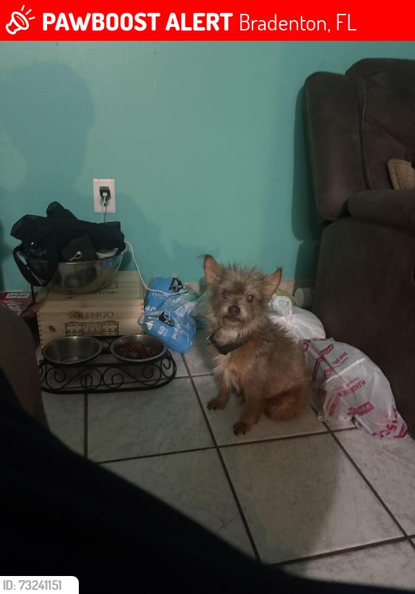 Lost Male Dog last seen Near 28th Ave east, Bradenton, FL 34208