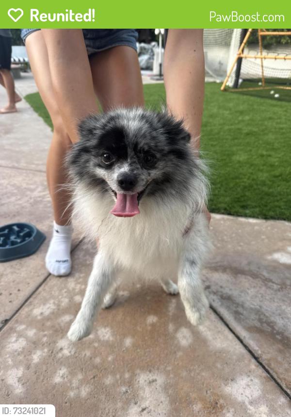 Reunited Male Dog last seen Prospect Avenue c, Redondo Beach, CA 90277