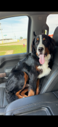 Lost Male Dog last seen 61st and Peoria, Tulsa, OK 74136