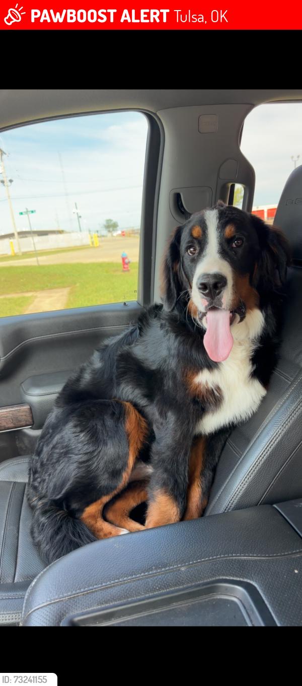 Lost Male Dog last seen 61st and Peoria, Tulsa, OK 74136
