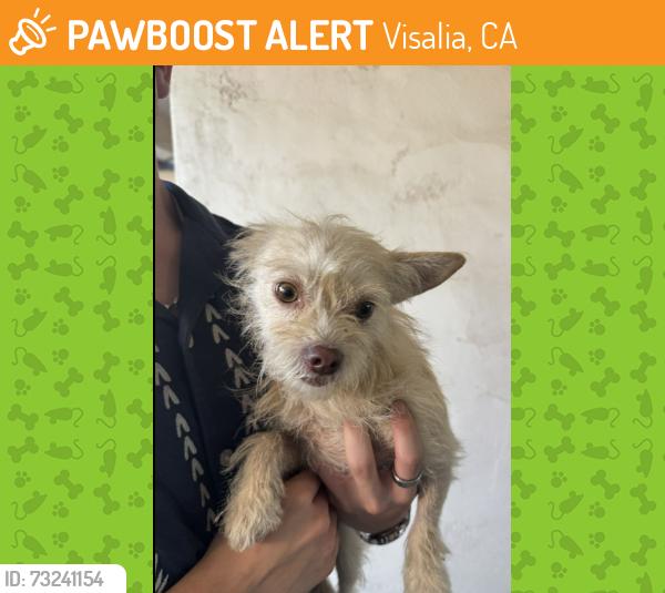 Found/Stray Female Dog last seen Akers and Visalia Pkwy, Visalia, CA 93277