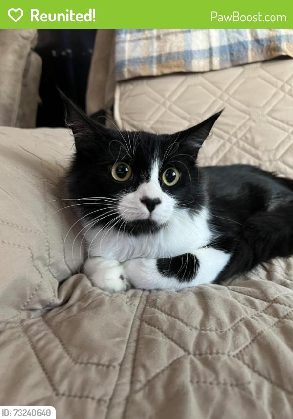 Reunited Male Cat last seen Alabama and Wichita, Huntington Beach, CA 92648