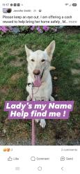 Lost Female Dog last seen Ballah road, Orient, OH 43146