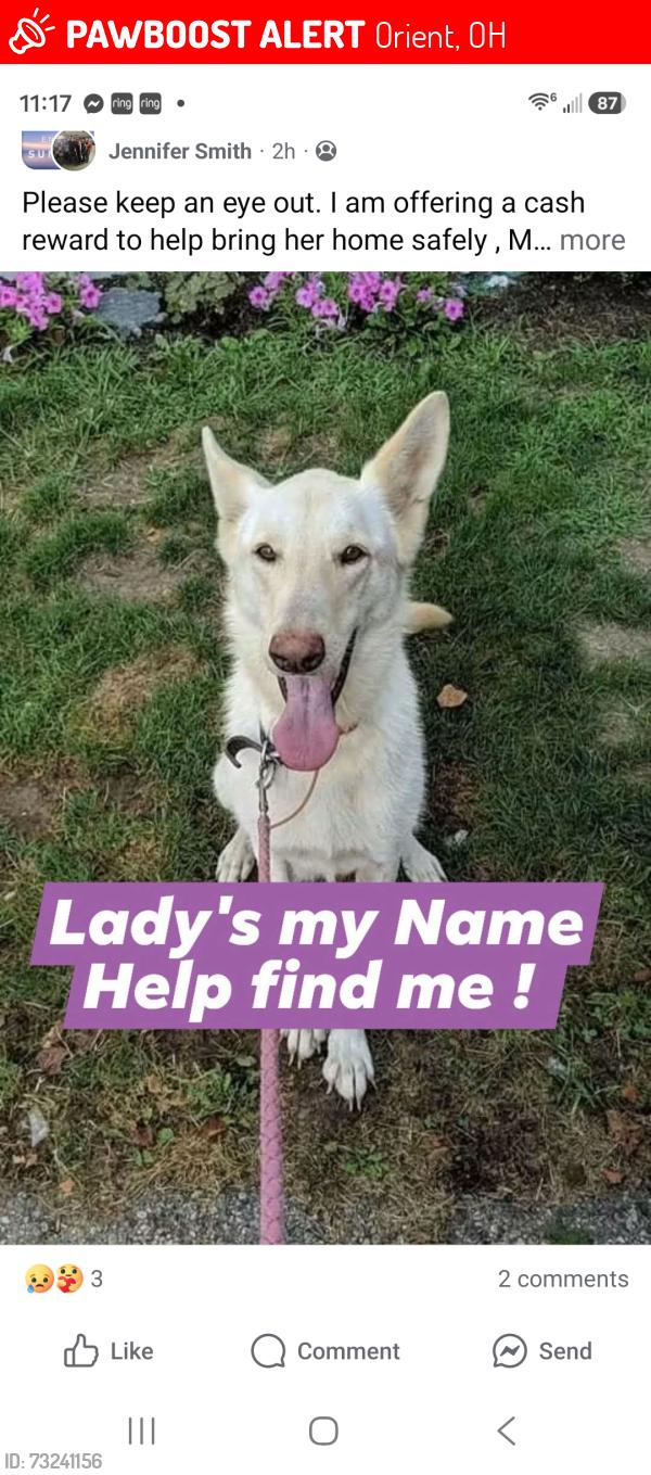 Lost Female Dog last seen Ballah road, Orient, OH 43146