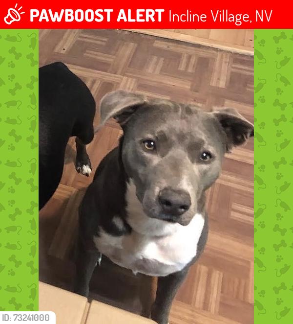 Lost Male Dog last seen Country club drive @ mill creek, Incline Village, NV 89451