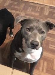 Lost Male Dog last seen Country club drive @ mill creek, Incline Village, NV 89451