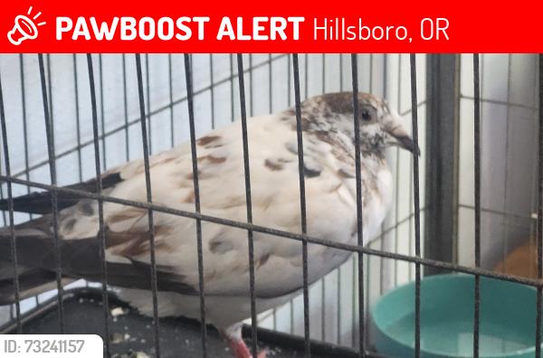 Lost Male Bird last seen Near the Nazarene church, Hillsboro, OR 97124
