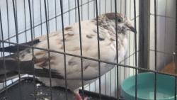 Lost Male Bird last seen Near the Nazarene church, Hillsboro, OR 97124