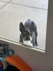 Reunited Female Dog last seen Avenue O, Palmdale, CA 93551