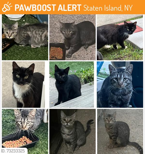 Found/Stray Unknown Cat last seen Nome ave, Staten Island, NY 10314
