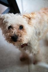 Reunited Female Dog last seen Greeen springs dr and misty valley dr, Houston, TX 77066