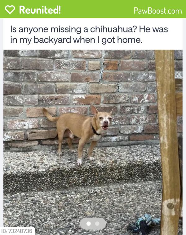Reunited Male Dog last seen Near sunset heights lane, Conroe, TX 77302