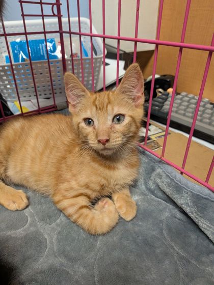Shelter Stray Male Cat last seen Near Rockbridge Road, Stone Mountain 30087, 30087, GA, 3280 Chamblee Dunwoody Rd, Chamblee, GA 30341, USA