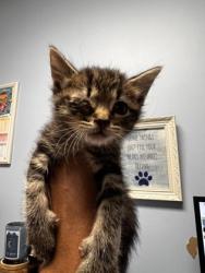 Shelter Stray Male Cat last seen Near Enid Dr, Lithonia, GA 30058, 30058, GA, 3280 Chamblee Dunwoody Rd, Chamblee, GA 30341, USA