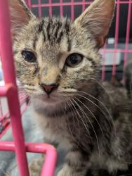 Shelter Stray Female Cat last seen Near Enid Dr, Lithonia, GA 30058, 30058, GA, 3280 Chamblee Dunwoody Rd, Chamblee, GA 30341, USA