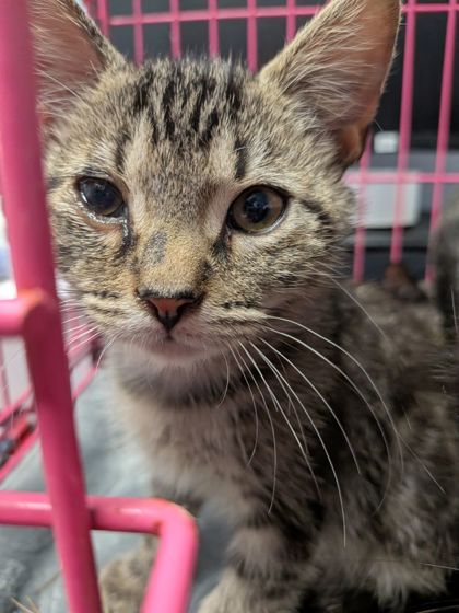 Shelter Stray Female Cat last seen Near Enid Dr, Lithonia, GA 30058, 30058, GA, 3280 Chamblee Dunwoody Rd, Chamblee, GA 30341, USA