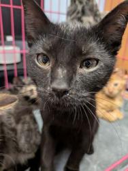 Shelter Stray Male Cat last seen Near Enid Dr, Lithonia, GA 30058, 30058, GA, 3280 Chamblee Dunwoody Rd, Chamblee, GA 30341, USA