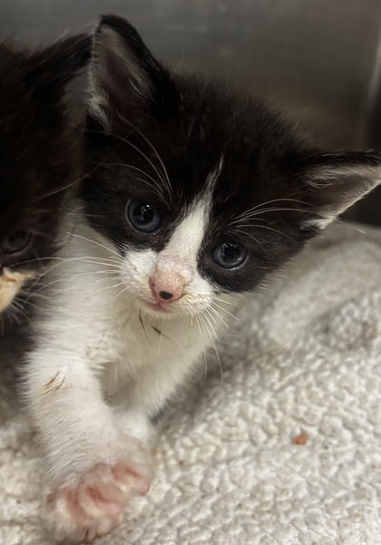 Shelter Stray Male Cat last seen Near Panola Rd Lithonia GA 30038, 30038, GA, 3280 Chamblee Dunwoody Rd, Chamblee, GA 30341, USA