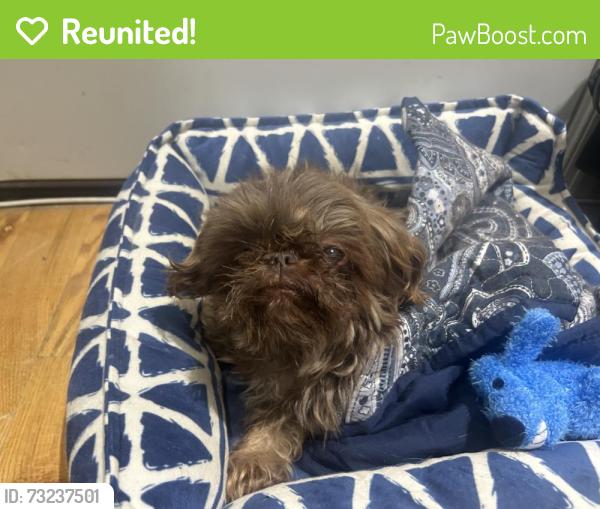 Reunited Female Dog last seen Highland Blvd, Brooklyn, NY 11207