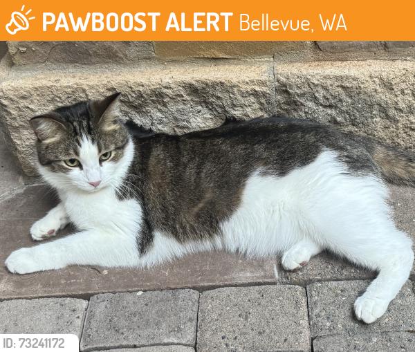 Found/Stray Unknown Cat last seen 60th and Cougar Mtn Dr, Bellevue, WA 98006