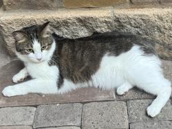 Found/Stray Unknown Cat last seen 60th and Cougar Mtn Dr, Bellevue, WA 98006