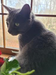 Lost Female Cat last seen Chimney Rock Dr. near Chimney Rock Ct., in the Abington subdivision, Forsyth County, NC 27284