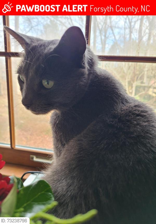 Lost Female Cat last seen Chimney Rock Dr. near Chimney Rock Ct., in the Abington subdivision, Forsyth County, NC 27284