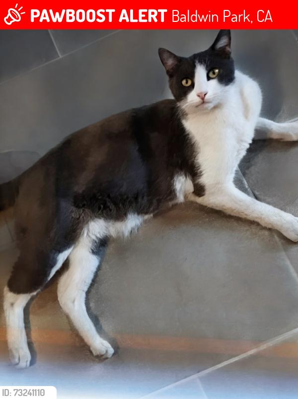 Lost Male Cat last seen Syracuse Ave and Bess Ave Baldwin Park Ca, Baldwin Park, CA 91706