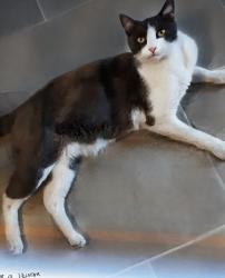 Lost Male Cat last seen Syracuse Ave and Bess Ave Baldwin Park Ca, Baldwin Park, CA 91706