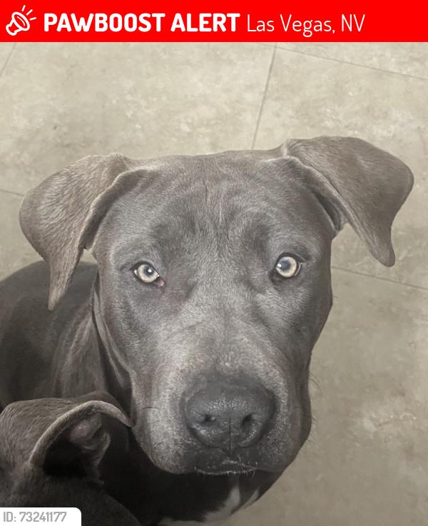 Lost Female Dog last seen Vegas valley & Nellis, Las Vegas, NV 89142