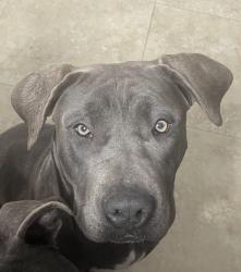Lost Female Dog last seen Vegas valley & Nellis, Las Vegas, NV 89142