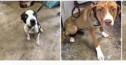 Found/Stray Unknown Dog last seen Gary Animal Control, Gary, IN 46402