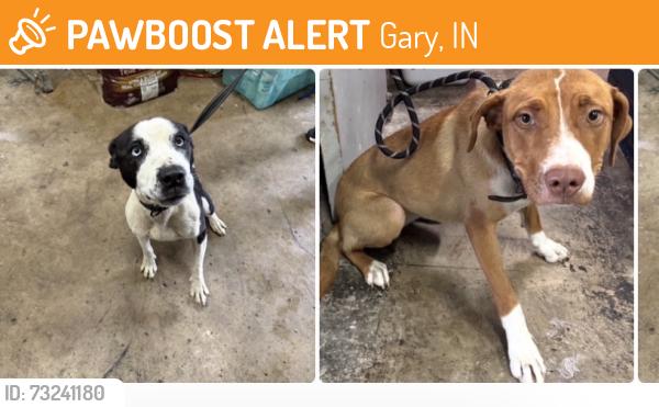 Found/Stray Unknown Dog last seen Gary Animal Control, Gary, IN 46402