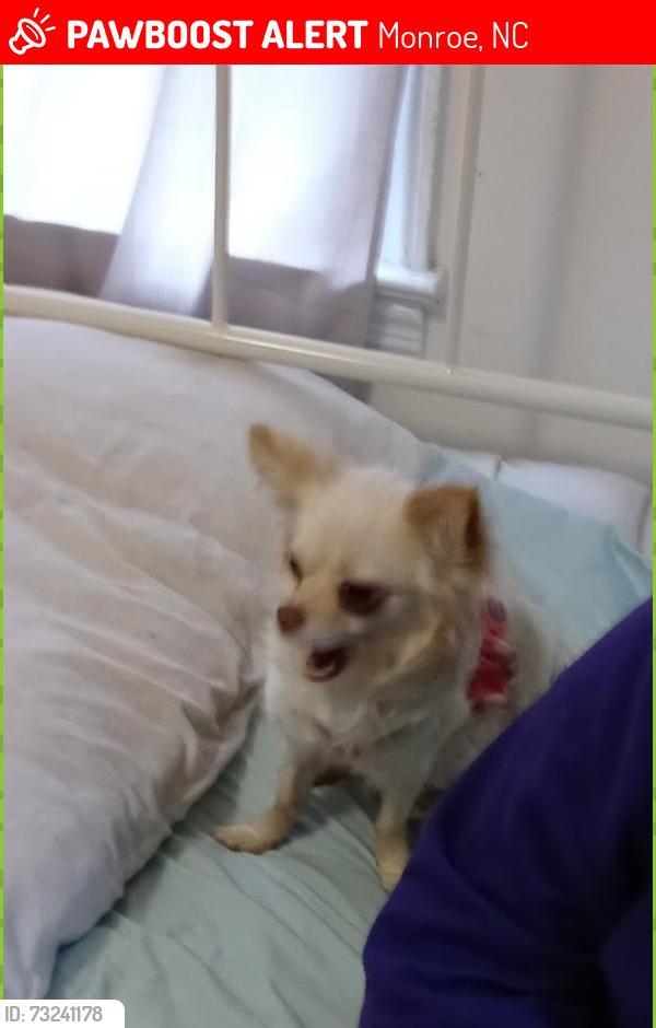 Lost Female Dog last seen Morgan mill and walk up ave, Monroe, NC 28110