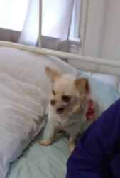 Lost Female Dog last seen Morgan mill and walk up ave, Monroe, NC 28110