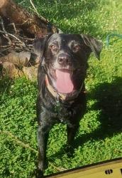 Reunited Male Dog last seen Columbia Tennessee, Columbia, TN 38401