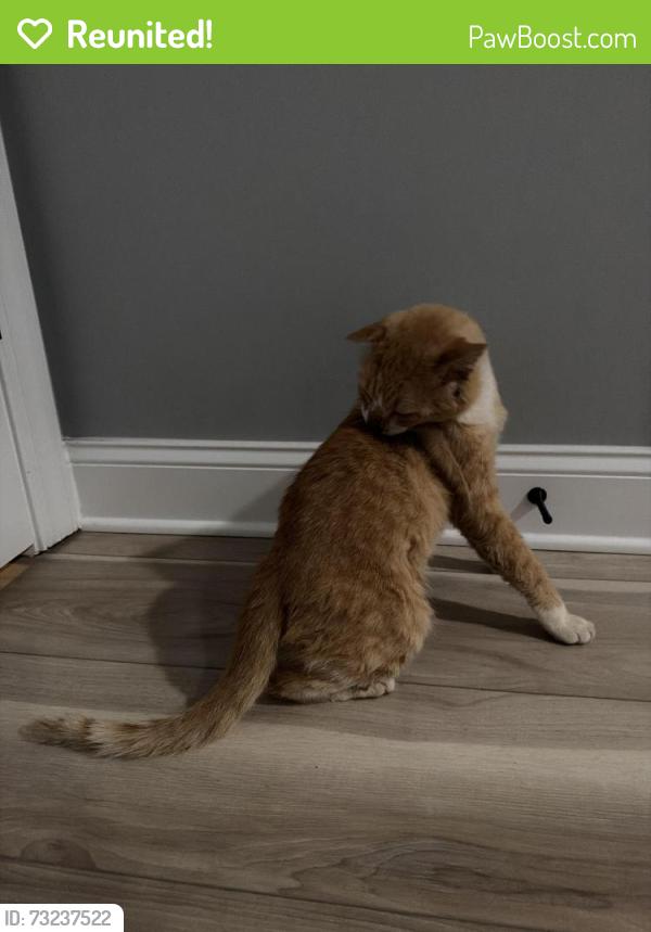 Reunited Male Cat last seen Air Harbor Airport, Greensboro, NC 27455