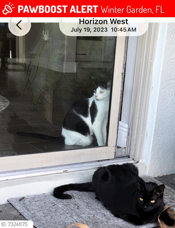 Lost Female Cat last seen Rock coast dr, Winter Garden, FL 34787