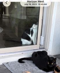 Lost Female Cat last seen Rock coast dr, Winter Garden, FL 34787