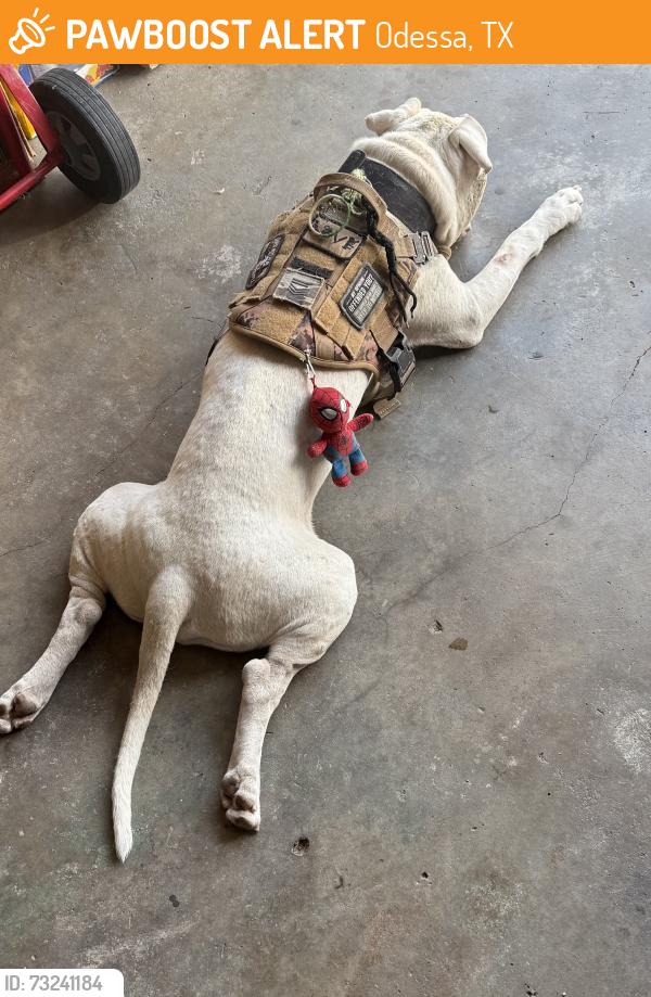 Found/Stray Male Dog last seen Holder and 24th St., Odessa, TX 79760