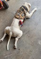 Found/Stray Male Dog last seen Holder and 24th St., Odessa, TX 79760