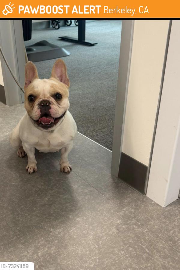 Found/Stray Female Dog last seen Kaiser Berkeley, Berkeley, CA 94710