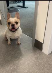 Found/Stray Female Dog last seen Kaiser Berkeley, Berkeley, CA 94710