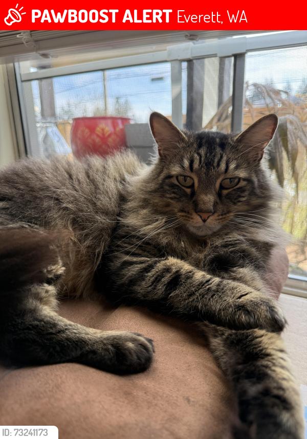 Lost Male Cat last seen Near 55th and Wetmore Ave, Everett, WA 98203
